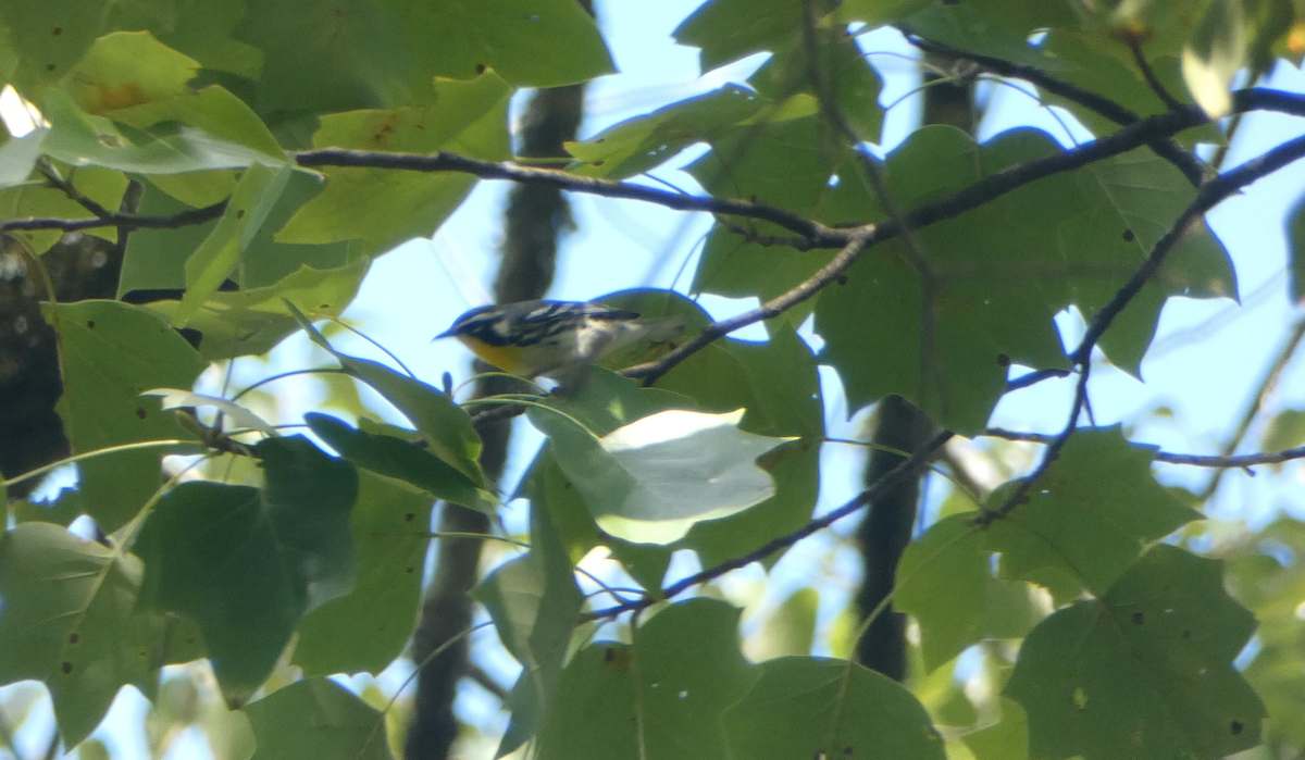 Yellow-throated Warbler - ML609475874
