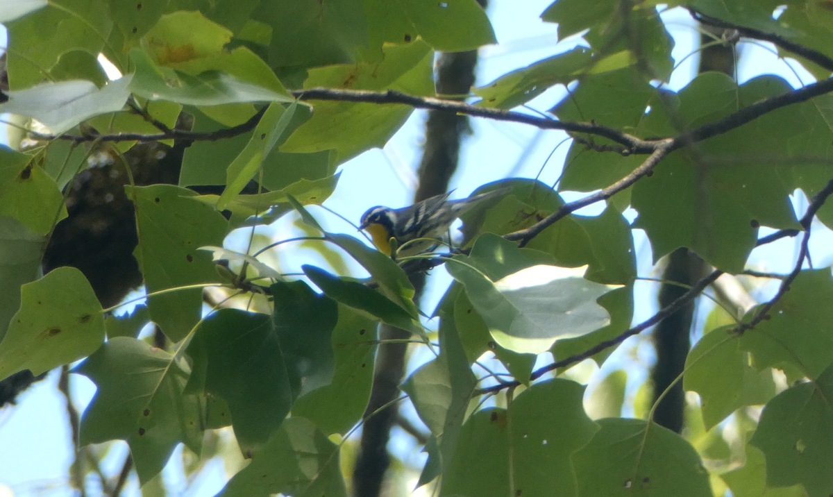 Yellow-throated Warbler - ML609475887