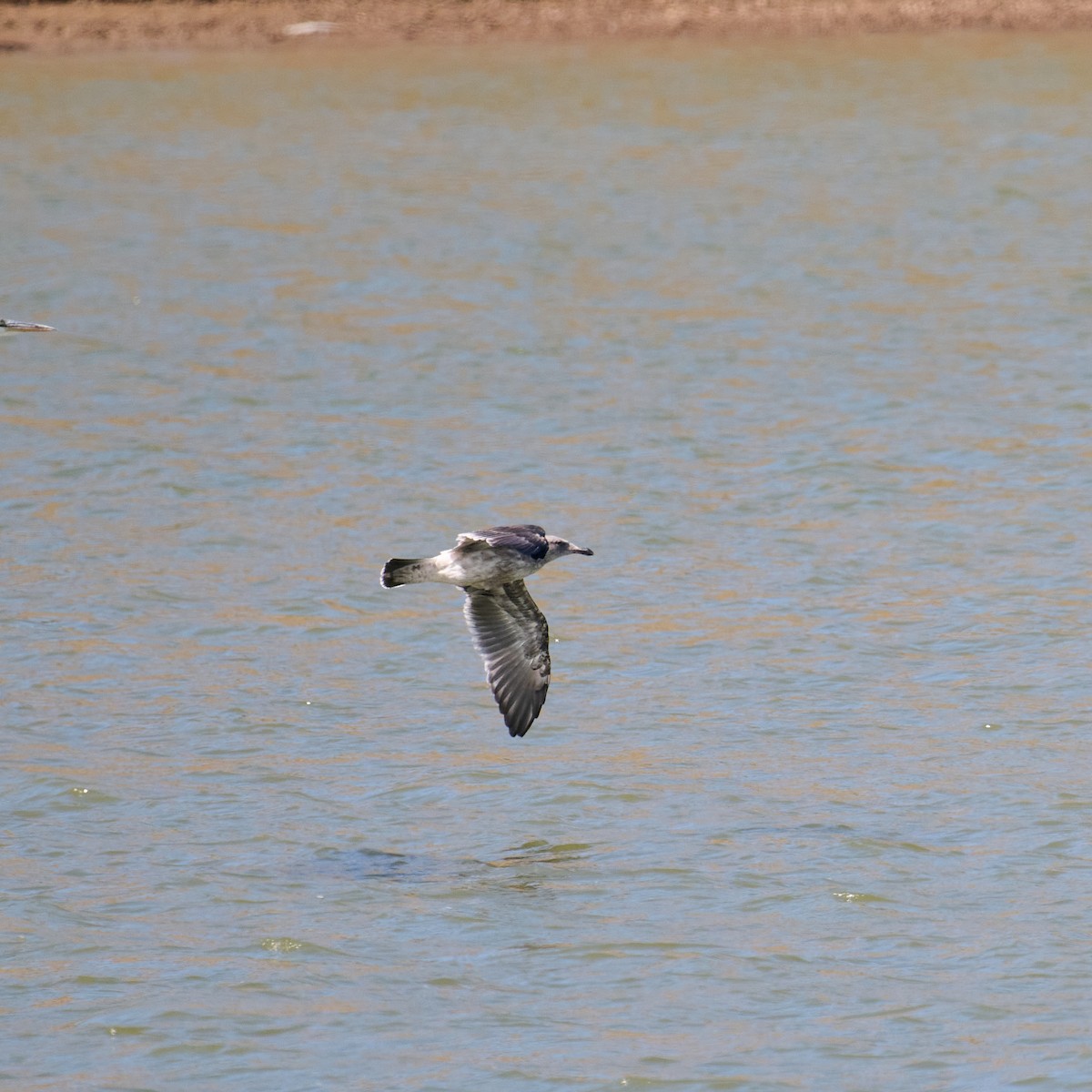 Western Gull - Frank Lospalluto