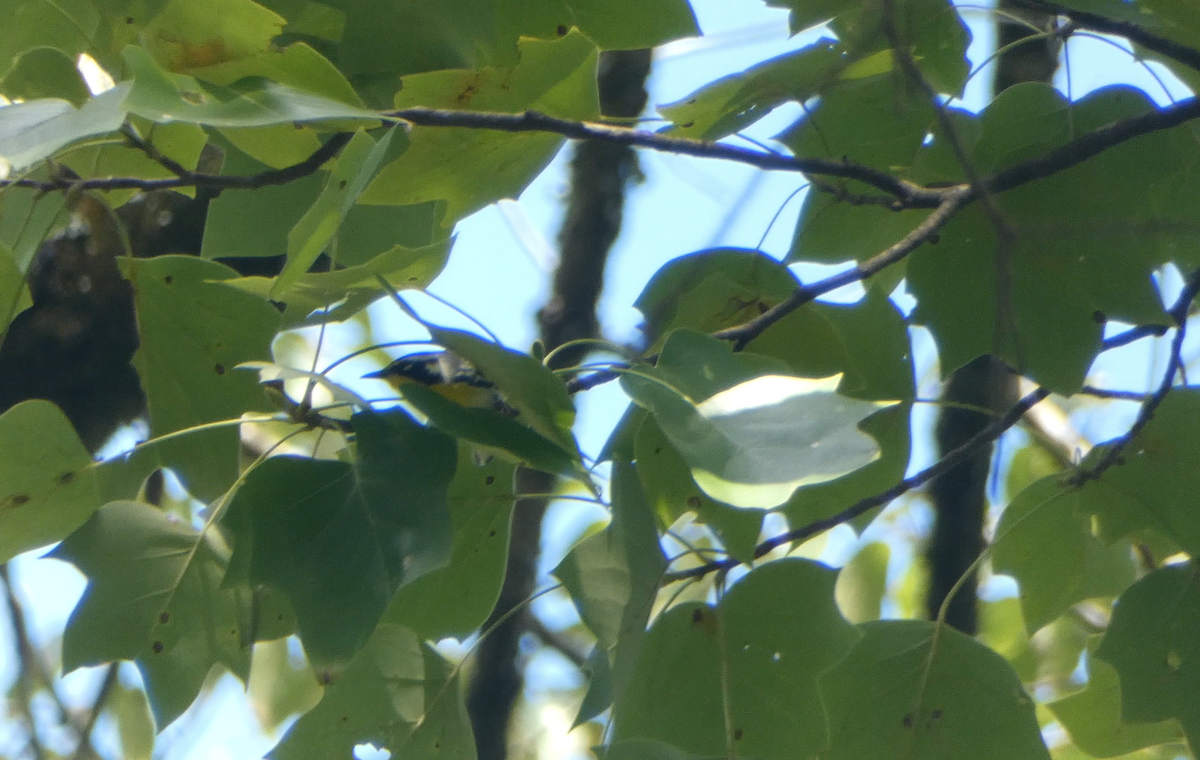 Yellow-throated Warbler - ML609475898
