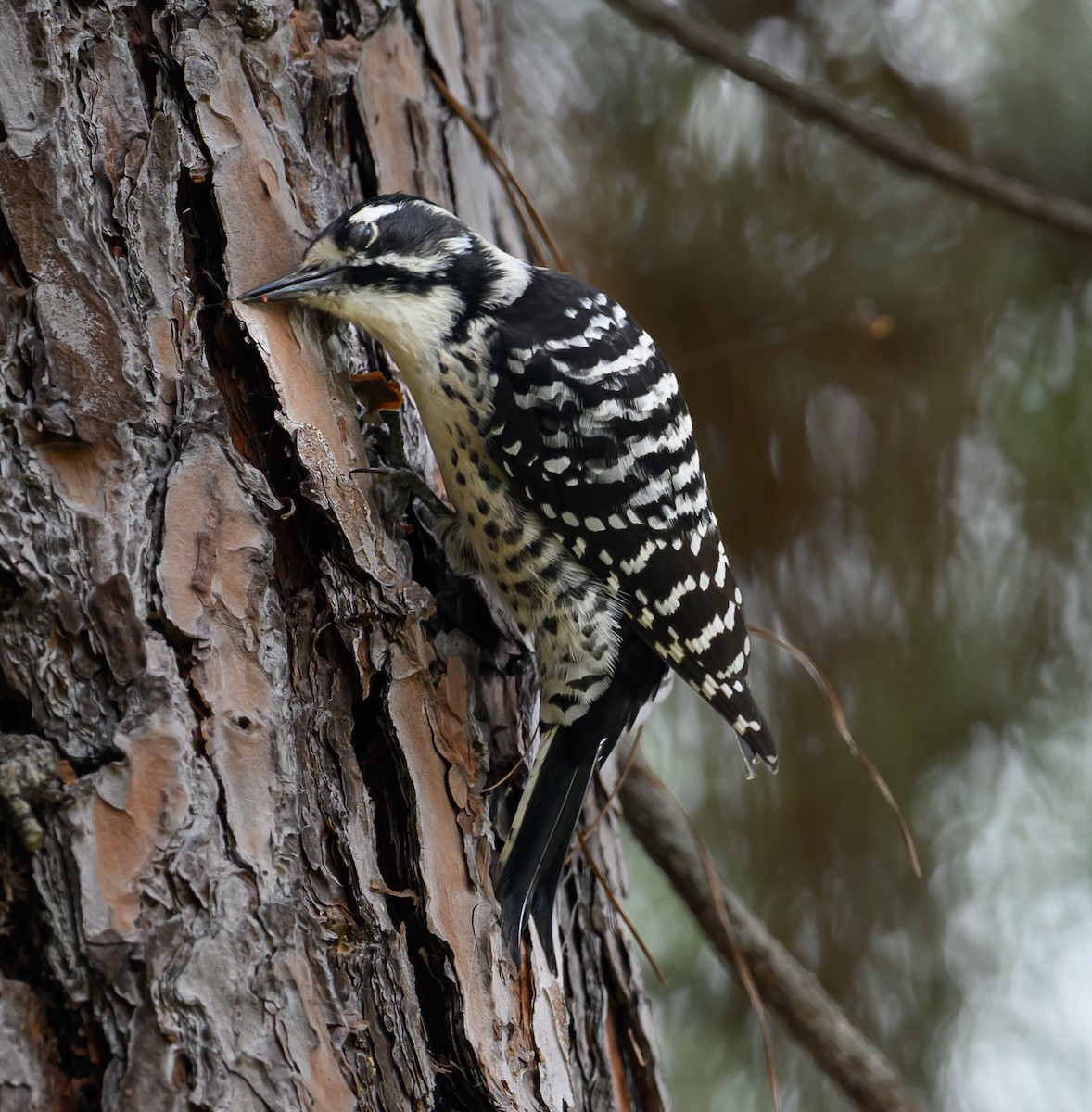 Nuttall's Woodpecker - ML609475916