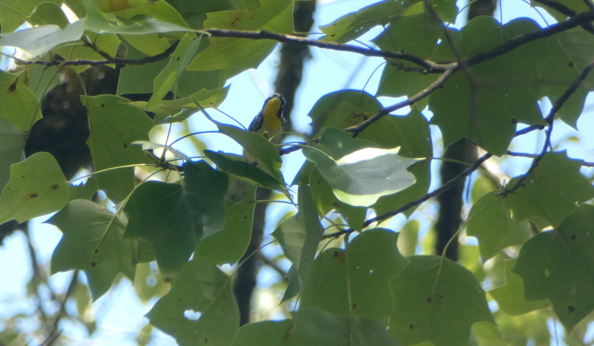 Yellow-throated Warbler - ML609475919