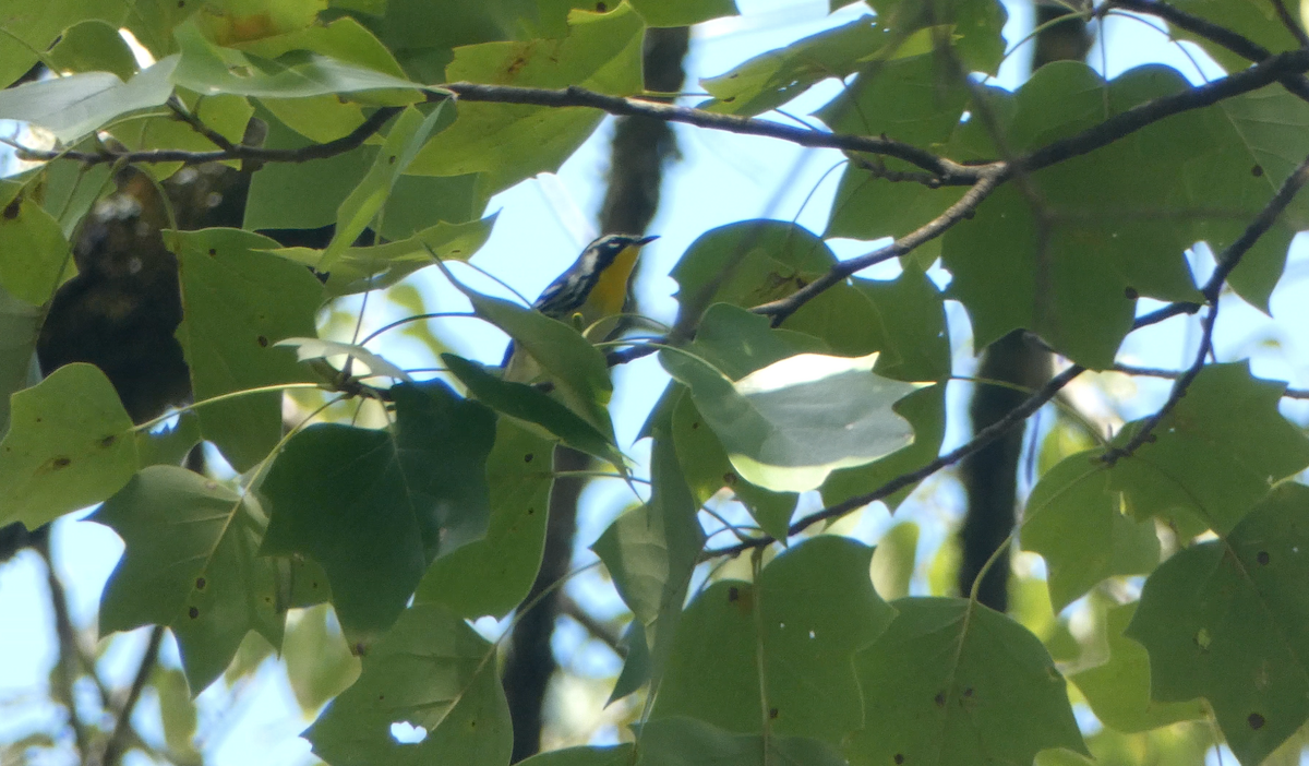 Yellow-throated Warbler - ML609475929