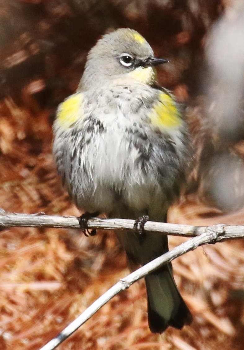 Yellow-rumped Warbler (Audubon's) - ML609475951