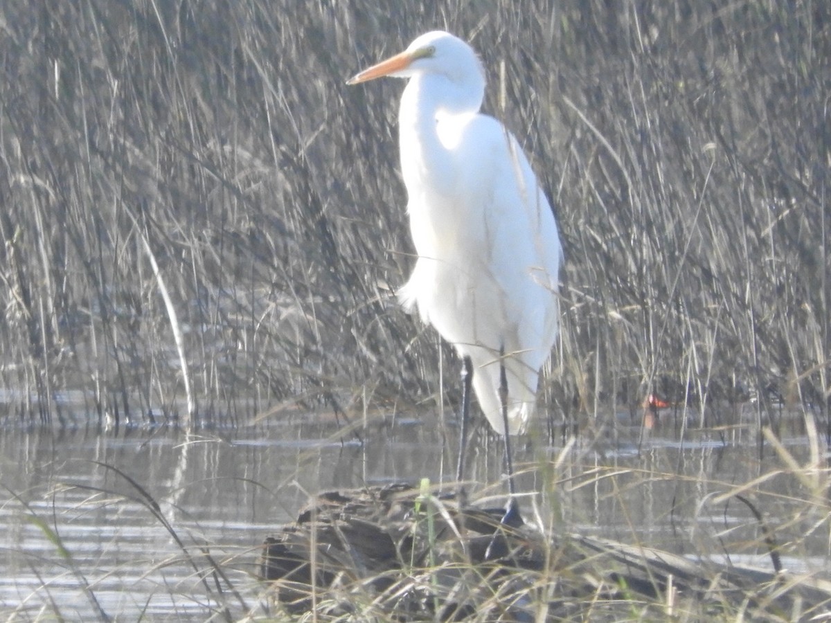 Great Egret - ML609475979