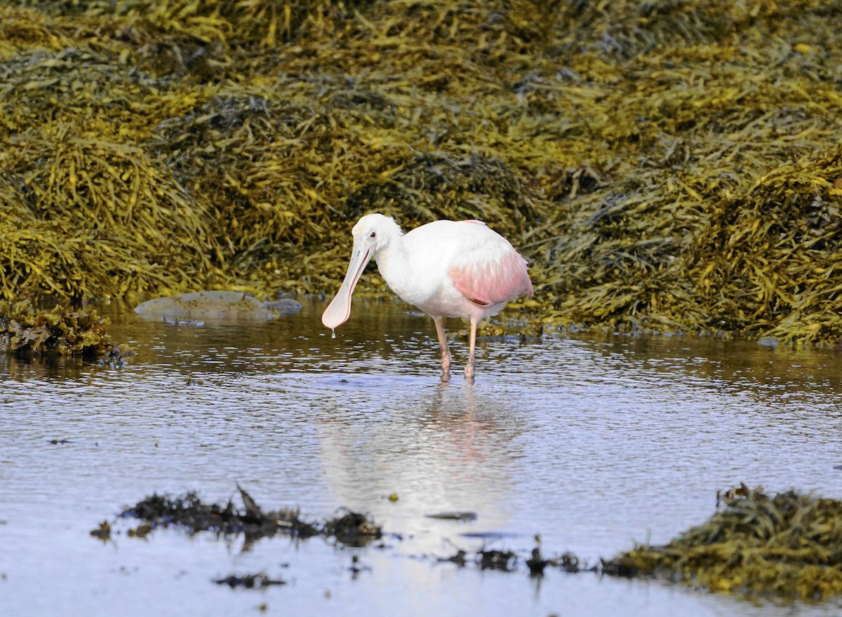 Roseate Spoonbill - ML609475990