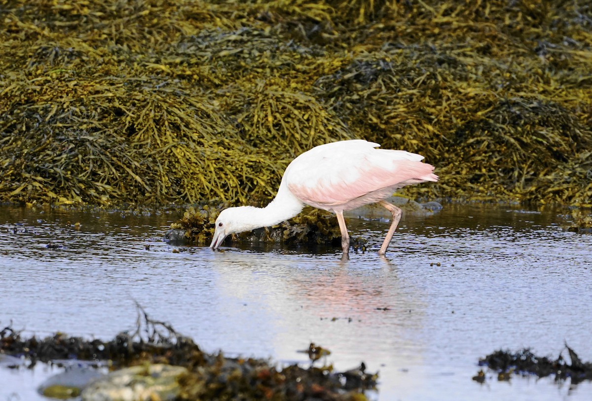 Roseate Spoonbill - Geneviève Dumas