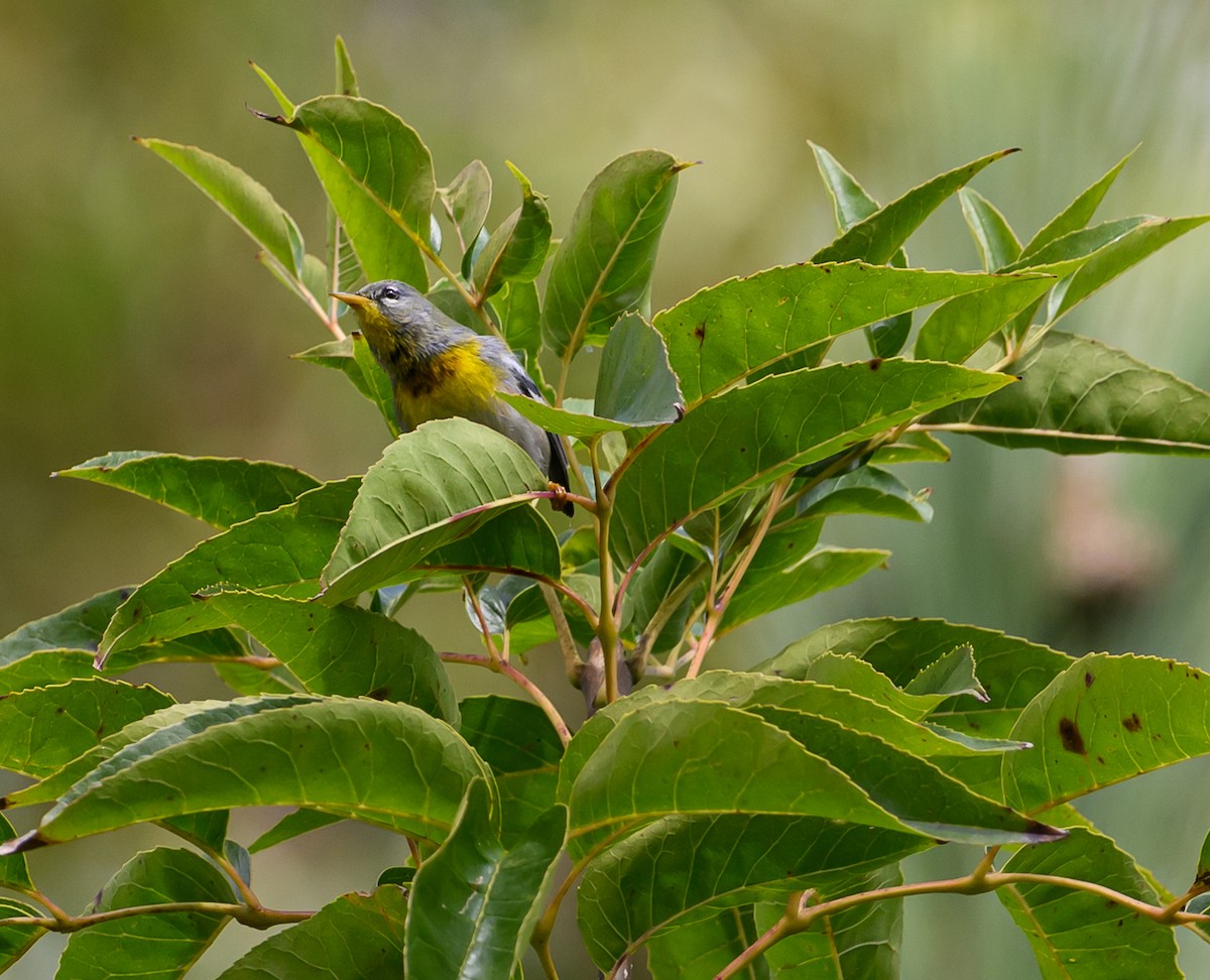 Northern Parula - Anonymous