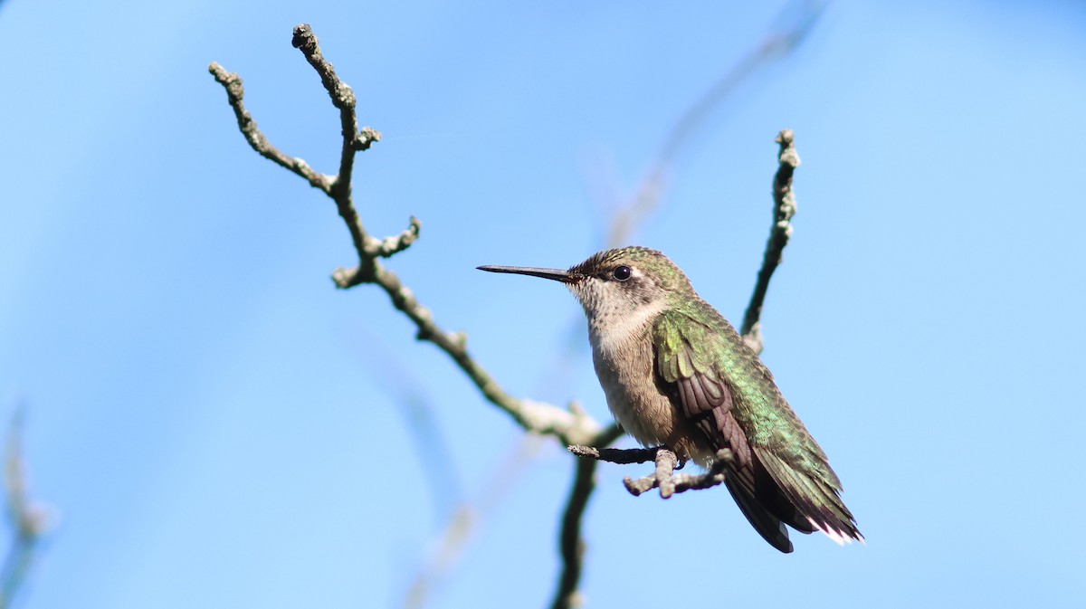 Colibri à gorge rubis - ML609476168