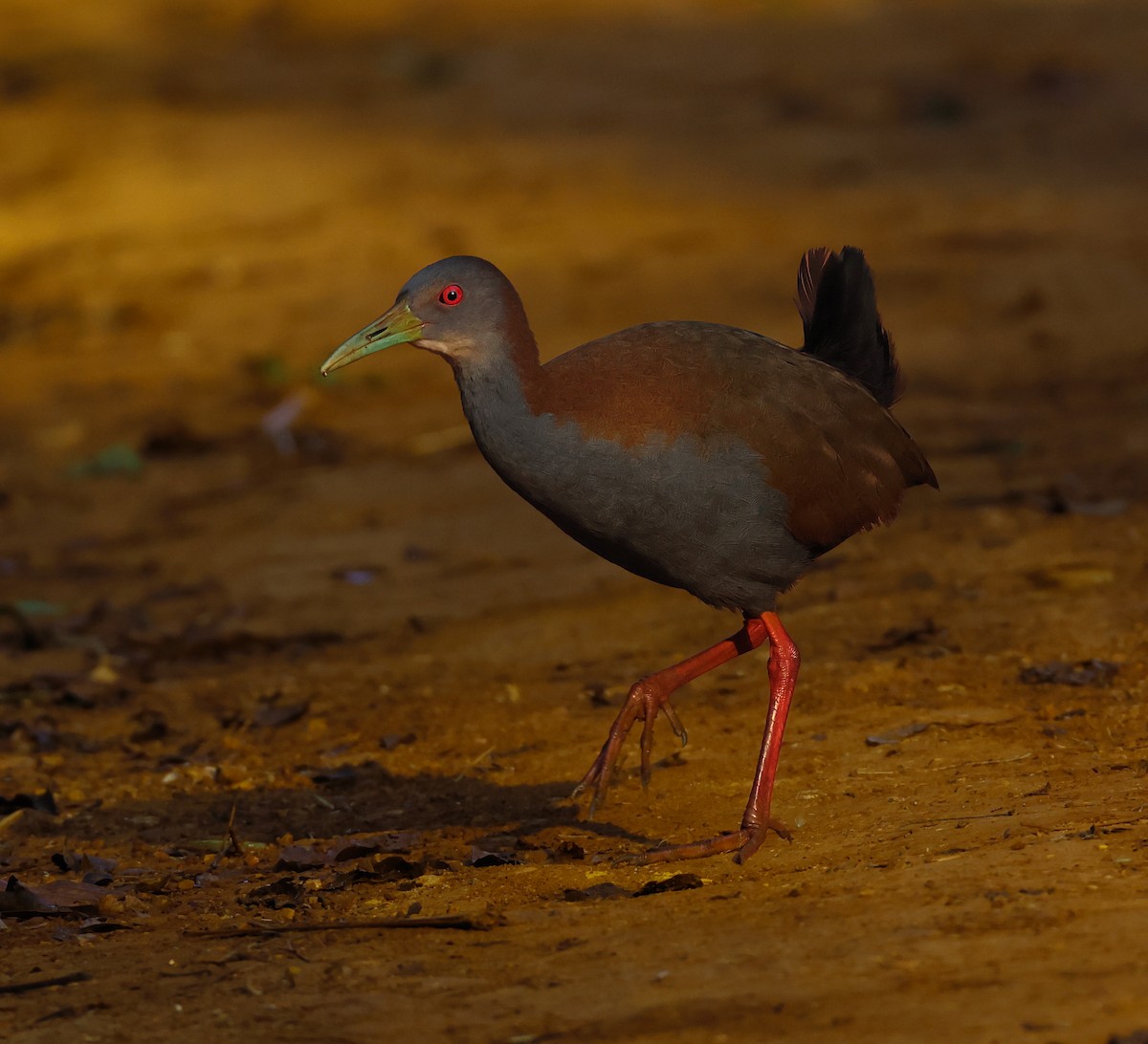 Slaty-breasted Wood-Rail - ML609476169