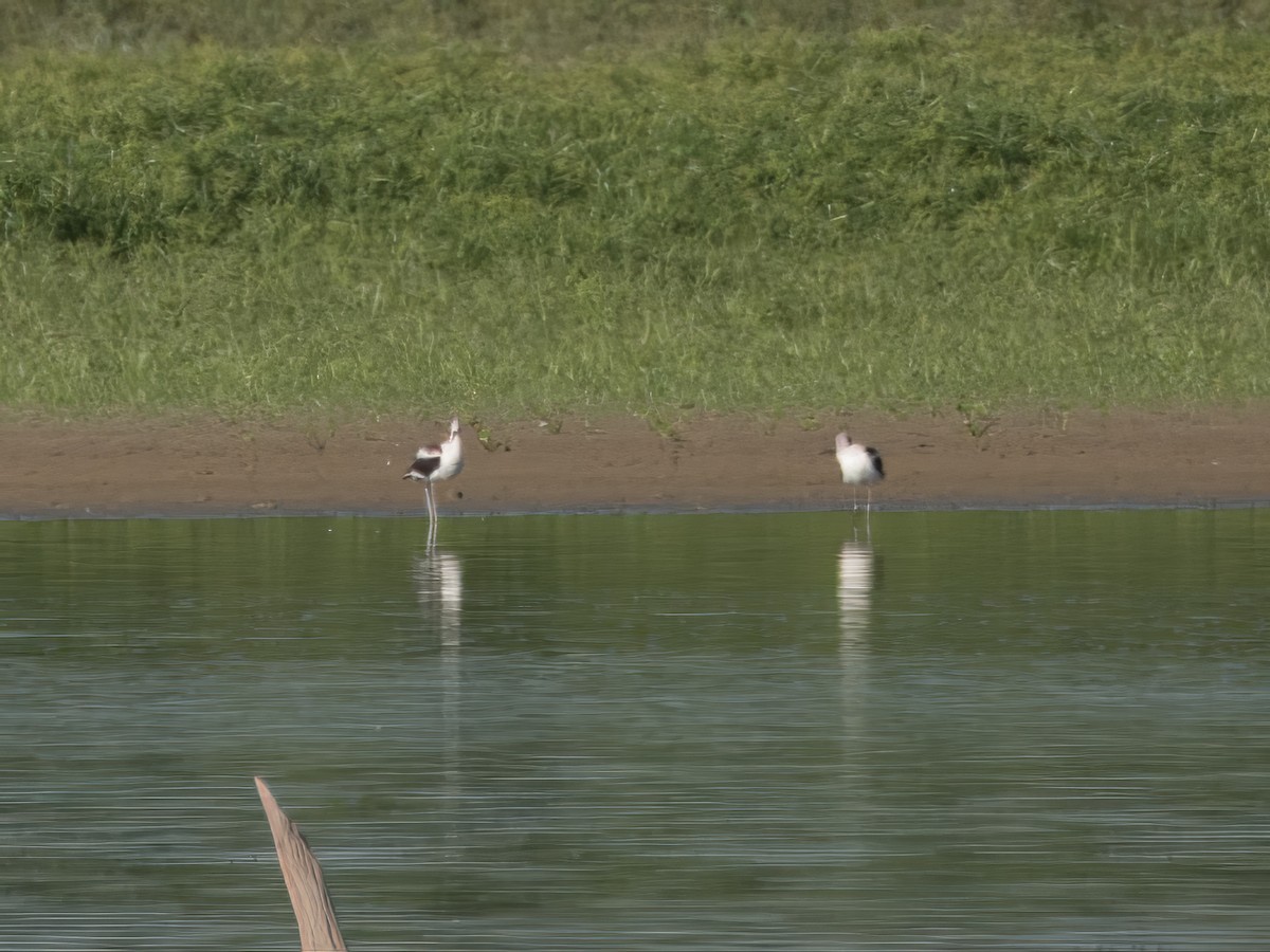 American Avocet - ML609476197