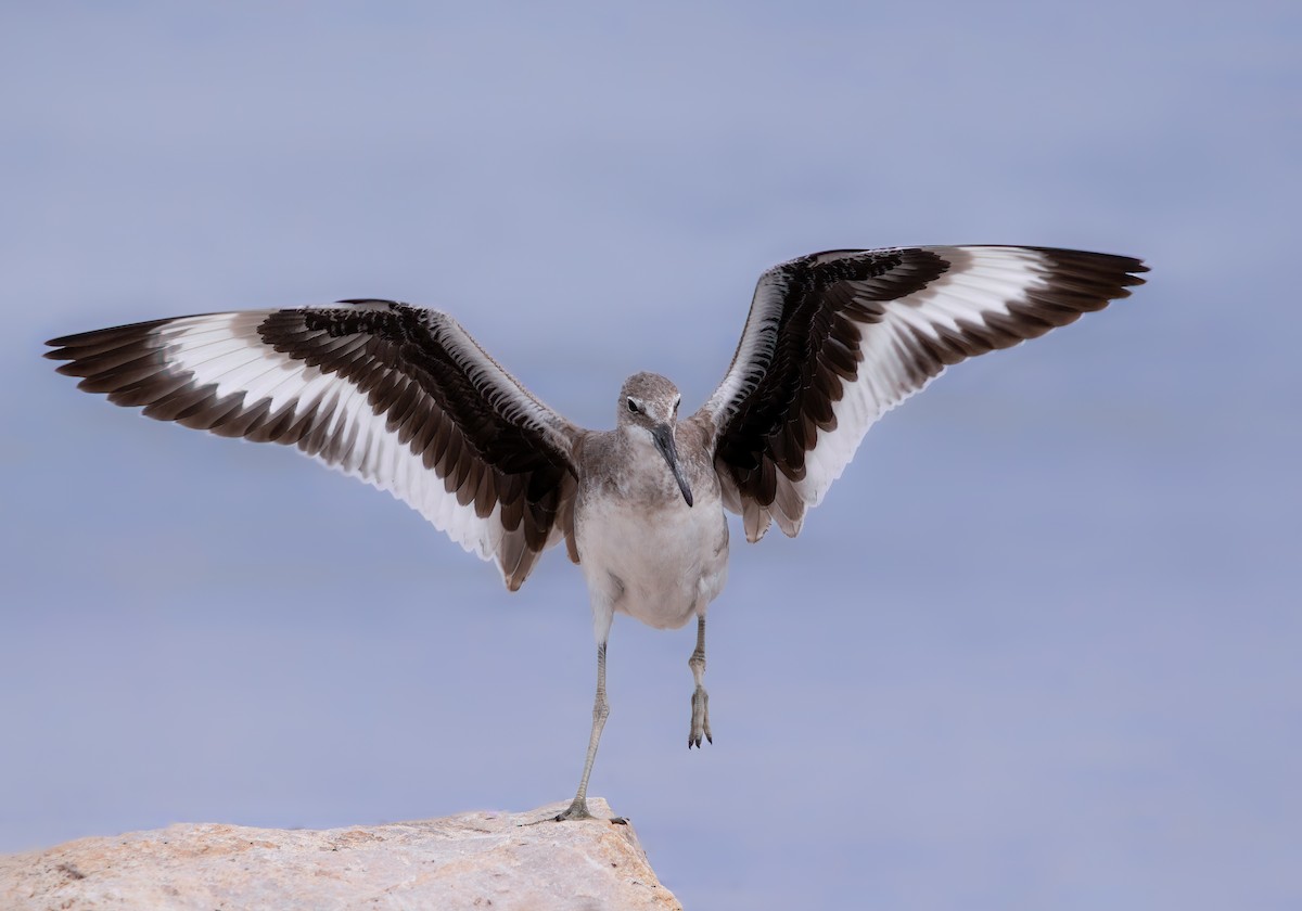 Willet - ML609476207