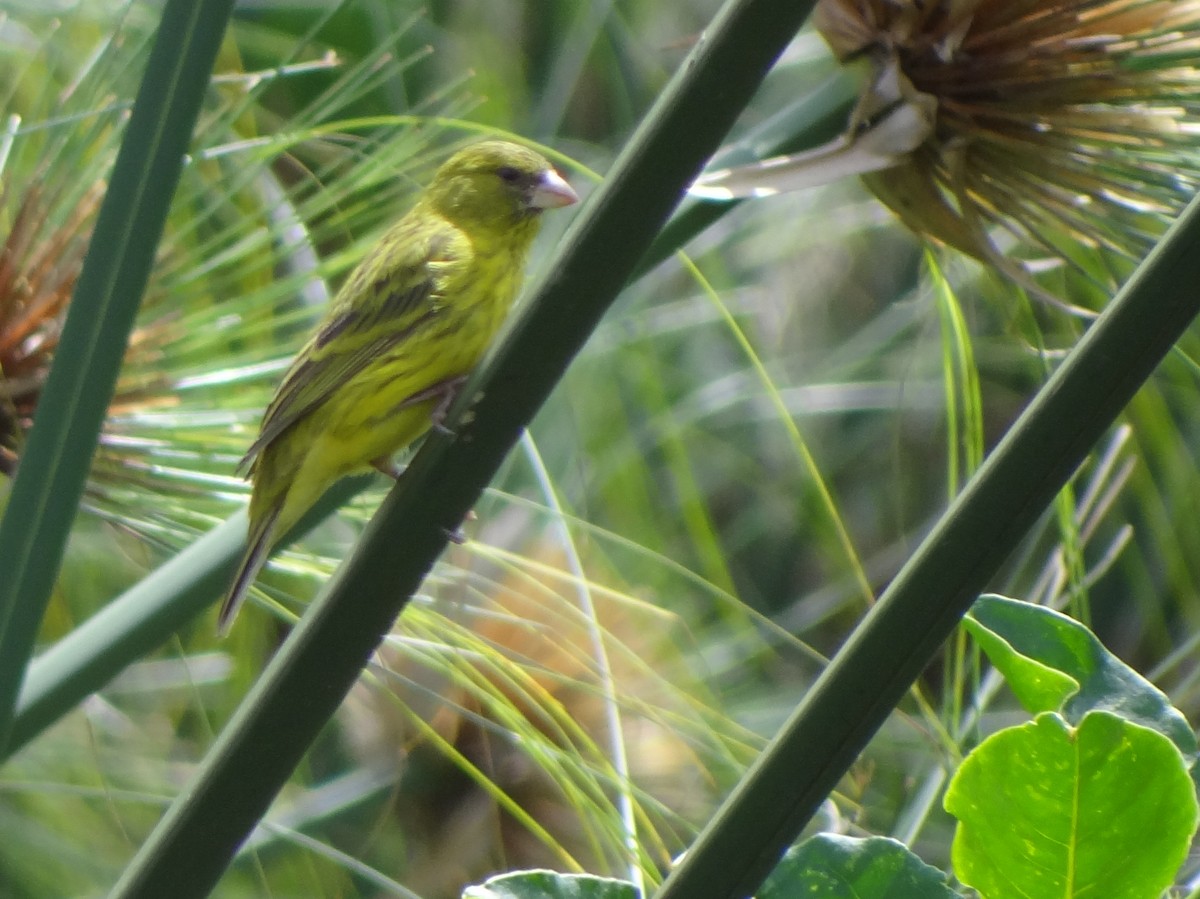 Papyrus Canary - Catherine McFadden