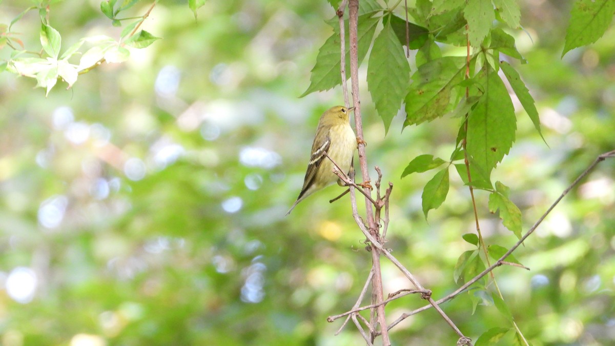 Blackpoll Warbler - Andy Buchsbaum