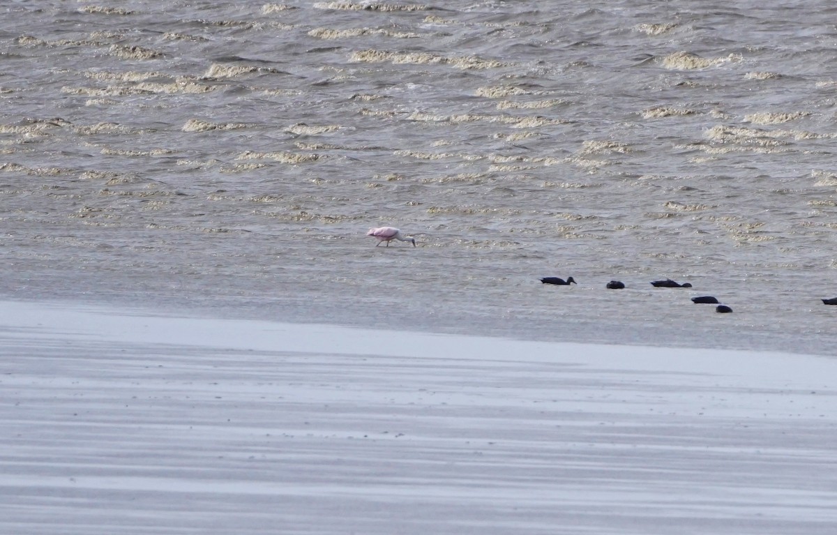 Roseate Spoonbill - ML609476229