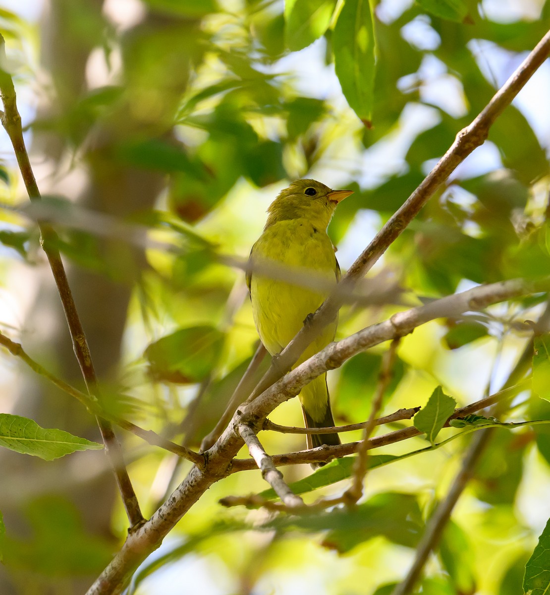 Western Tanager - ML609476284