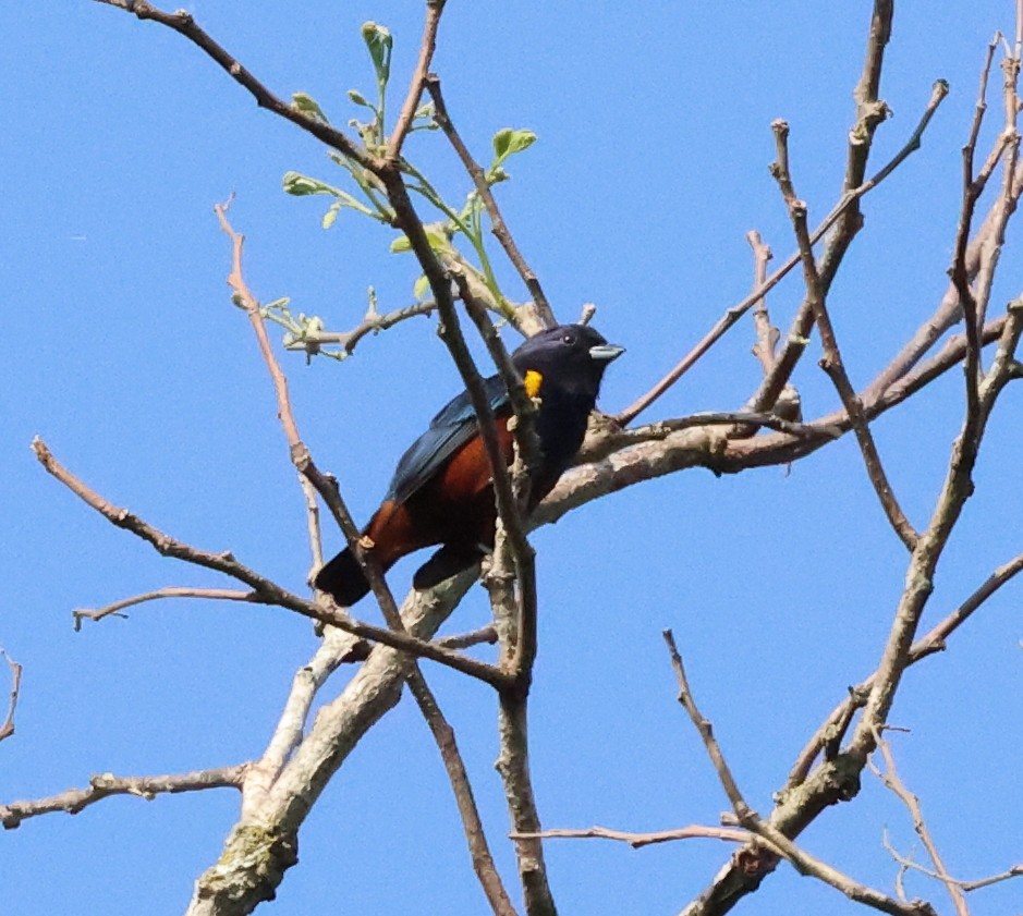 Chestnut-bellied Euphonia - David Ascanio