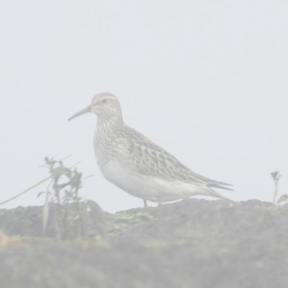 Wiesenstrandläufer - ML609476308