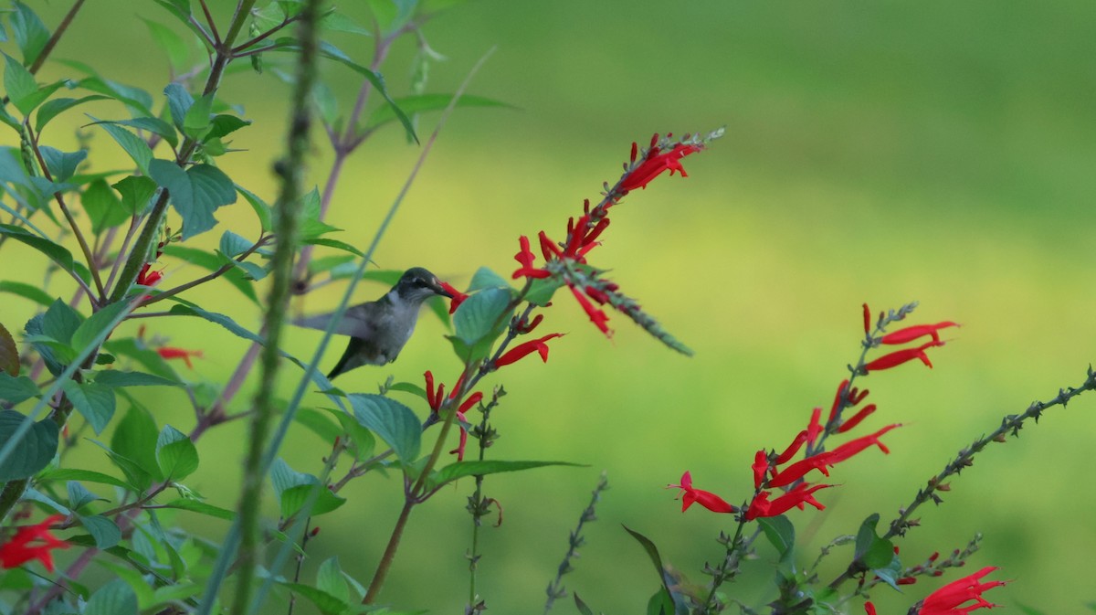 Colibri à gorge rubis - ML609476336