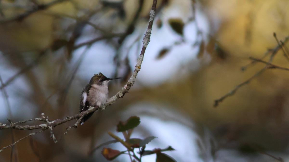 Ruby-throated Hummingbird - ML609476337