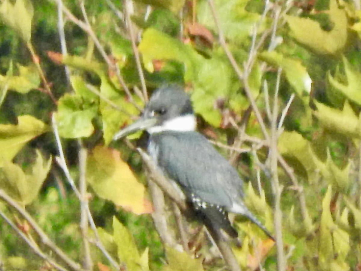 Belted Kingfisher - ML609476374