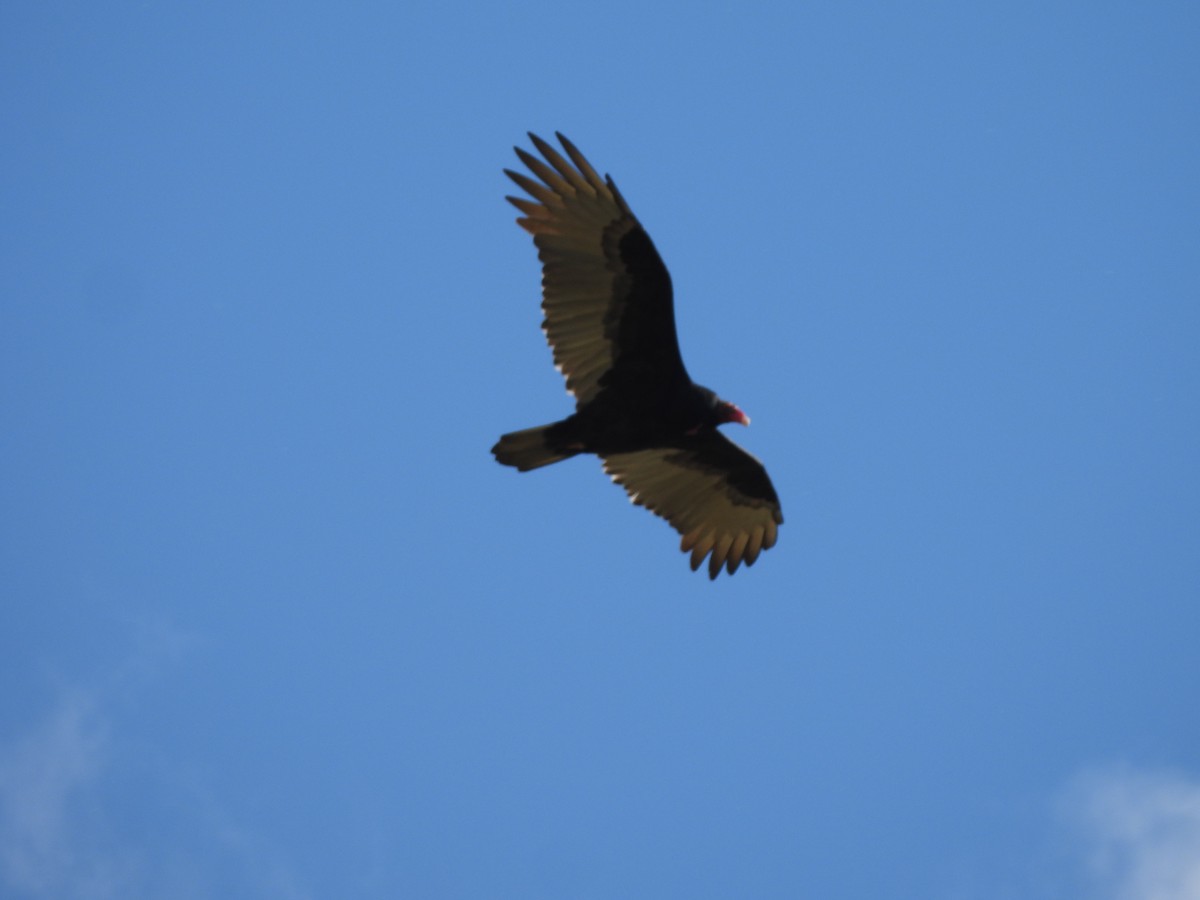 Turkey Vulture - ML609476443