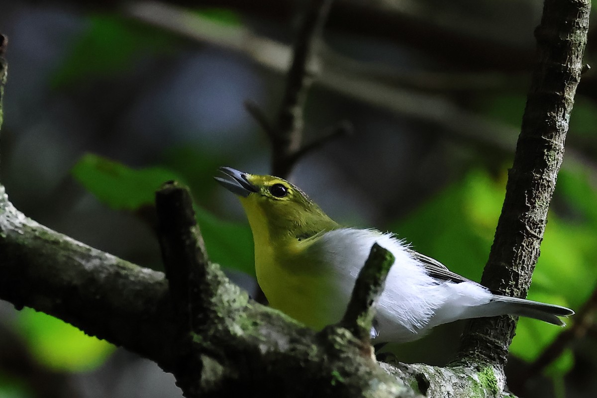 Yellow-throated Vireo - Vinicio Cruz