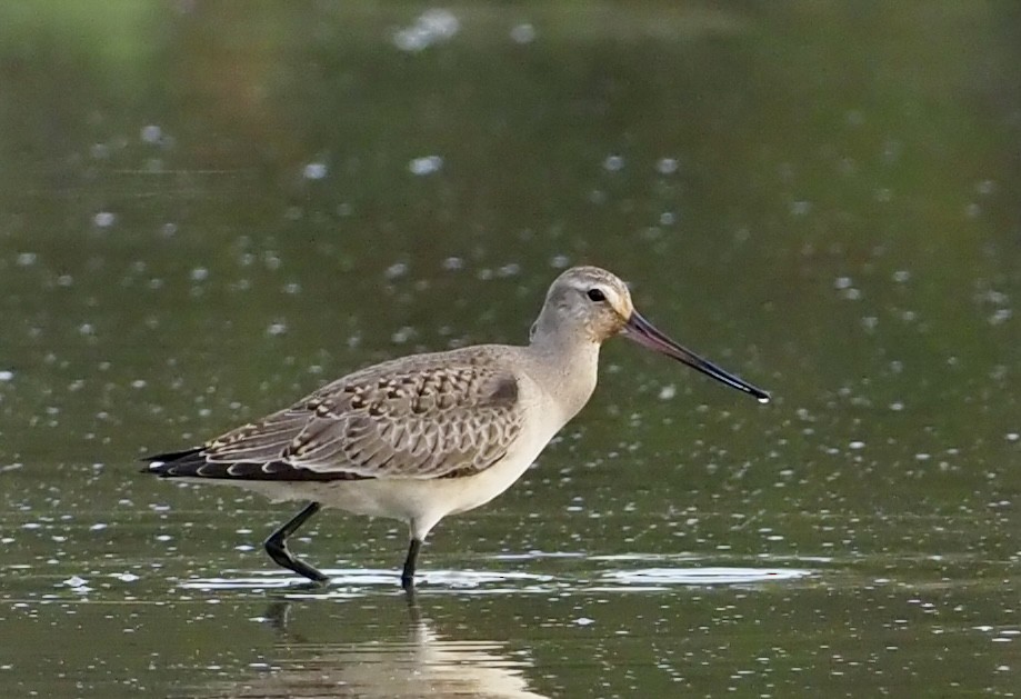 Hudsonian Godwit - ML609476586