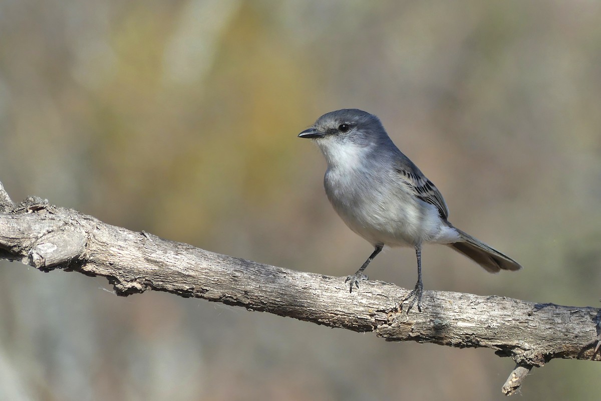 Suiriri Flycatcher - Jorge  Quiroga