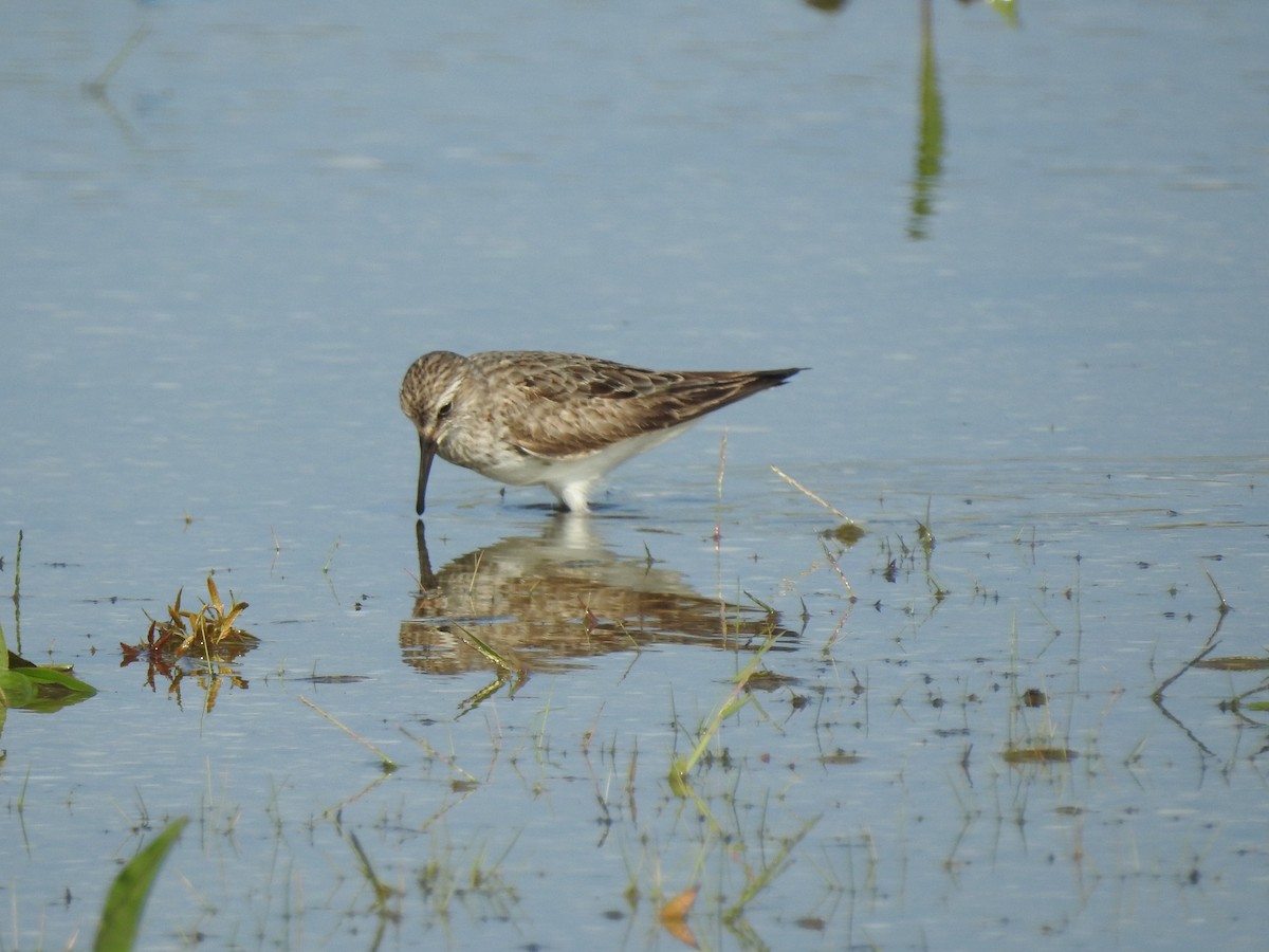 White-rumped Sandpiper - ML609476624