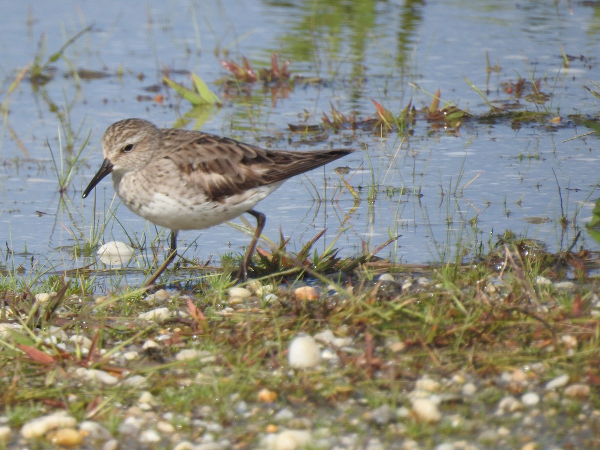 White-rumped Sandpiper - ML609476625