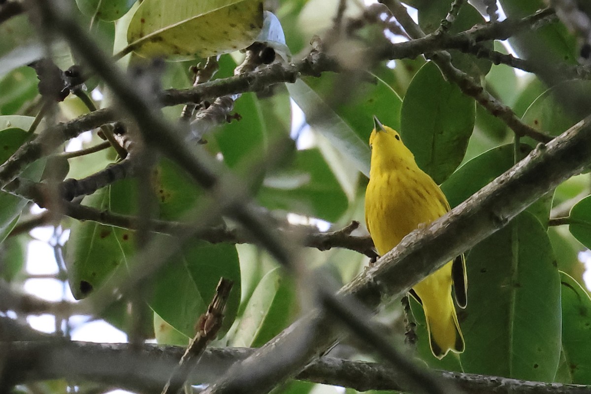 Yellow Warbler - Vinicio Cruz