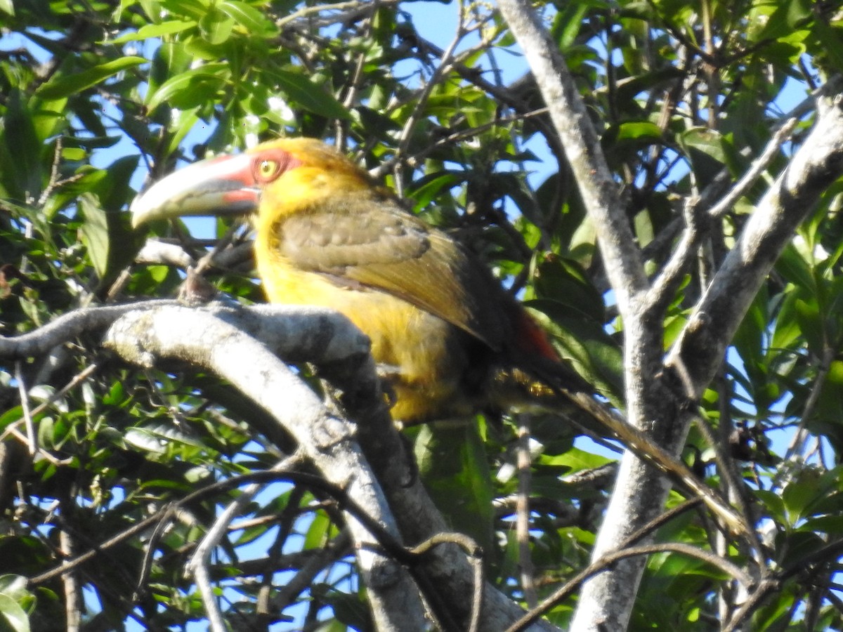 Saffron Toucanet - Edgar Romeo