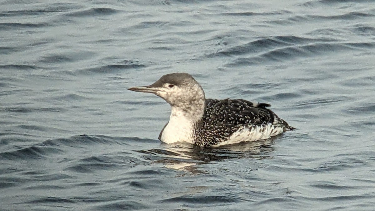 Red-throated Loon - ML609476809