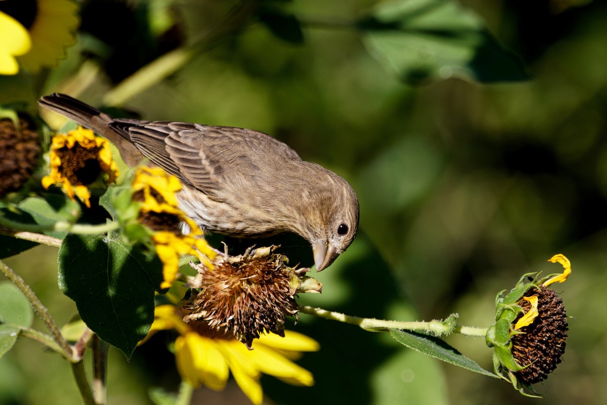 House Finch - ML609476862