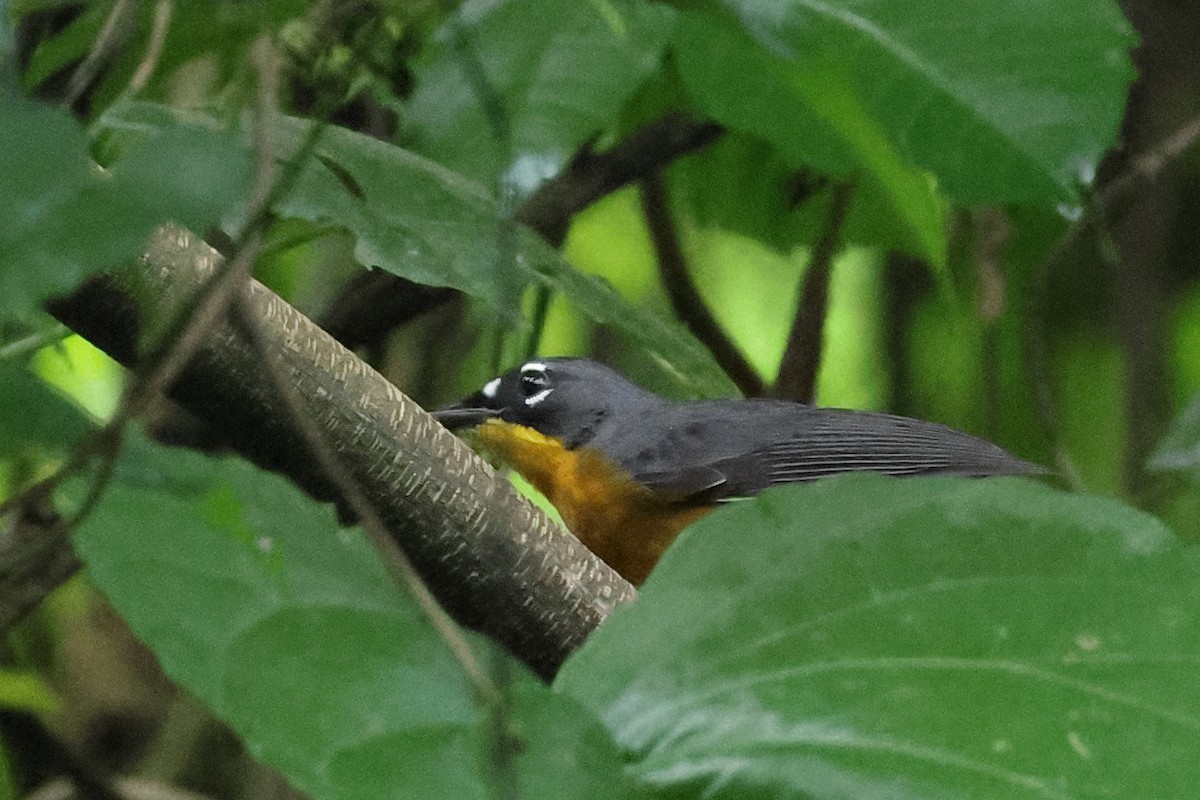 Fan-tailed Warbler - Vinicio Cruz