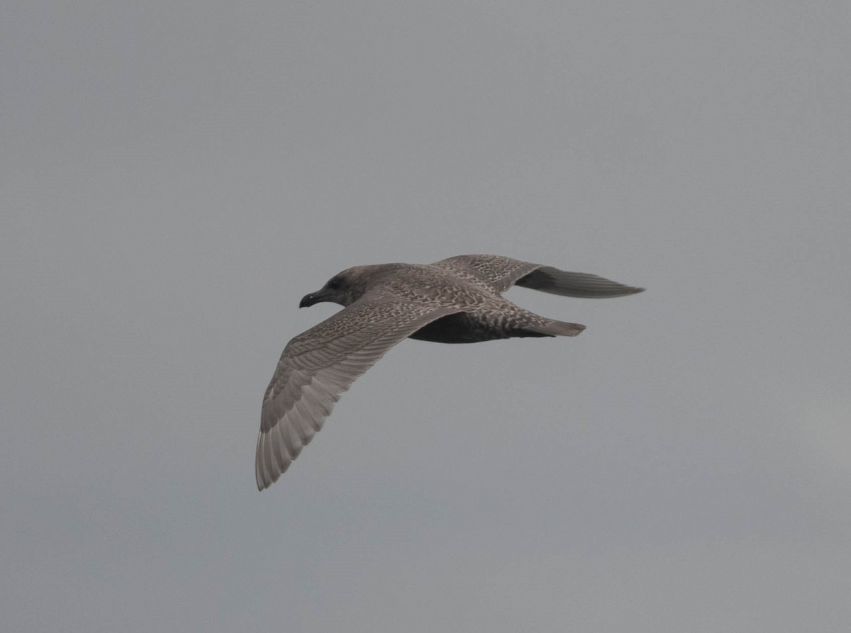 Gaviota de Bering - ML609476973