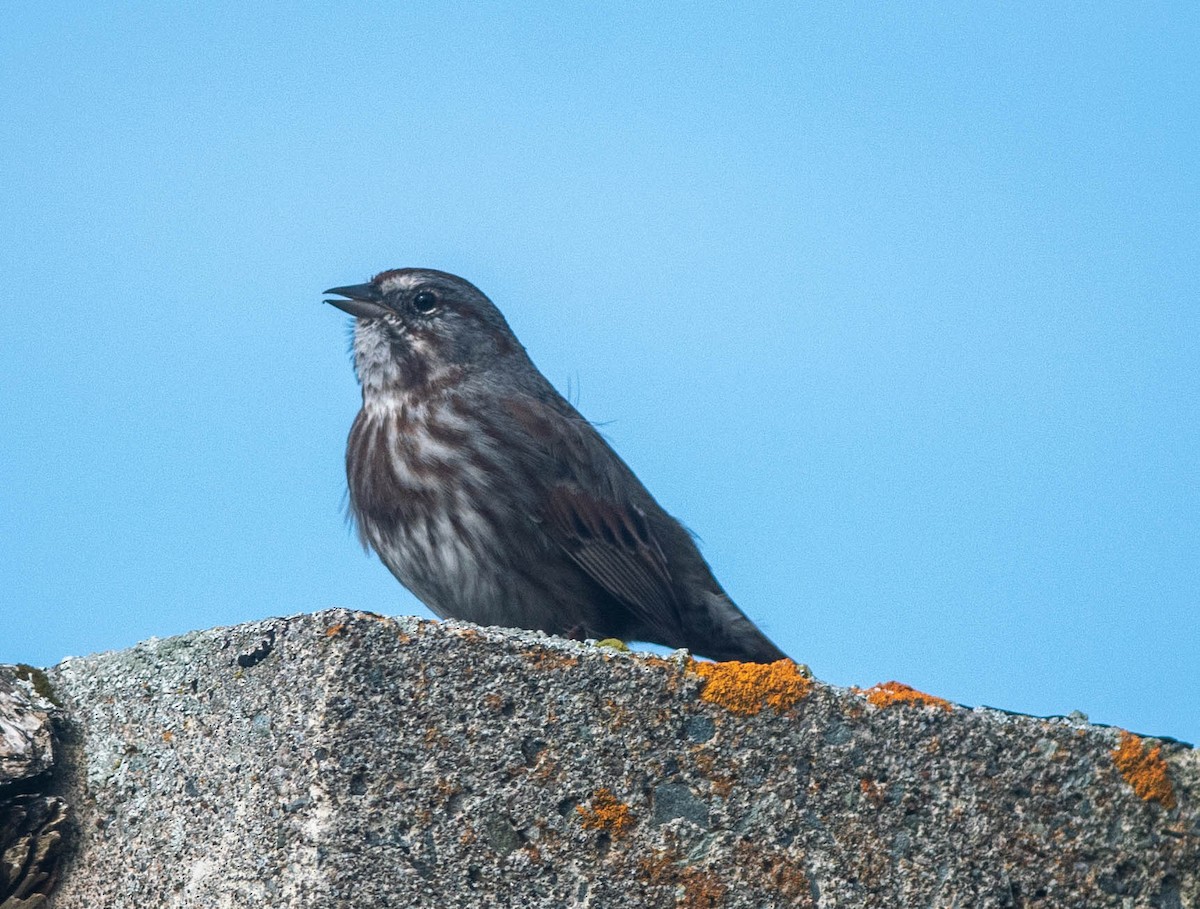 Song Sparrow (sanaka/maxima) - ML609476990