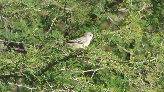 Southern Scrub-Flycatcher - ML609477067