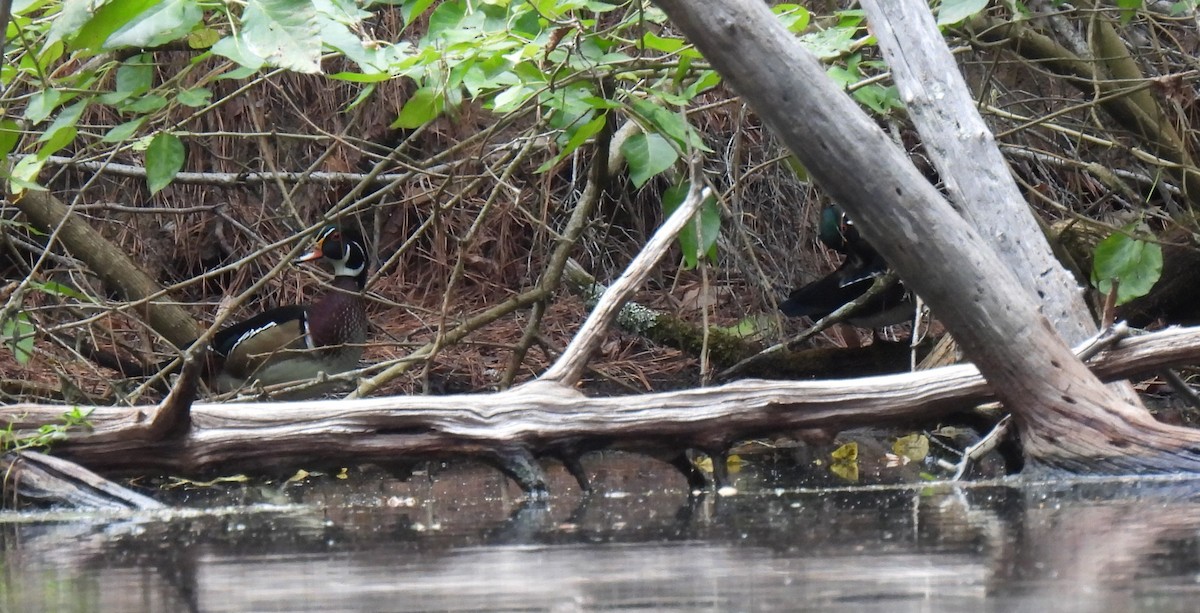 Wood Duck - ML609477117