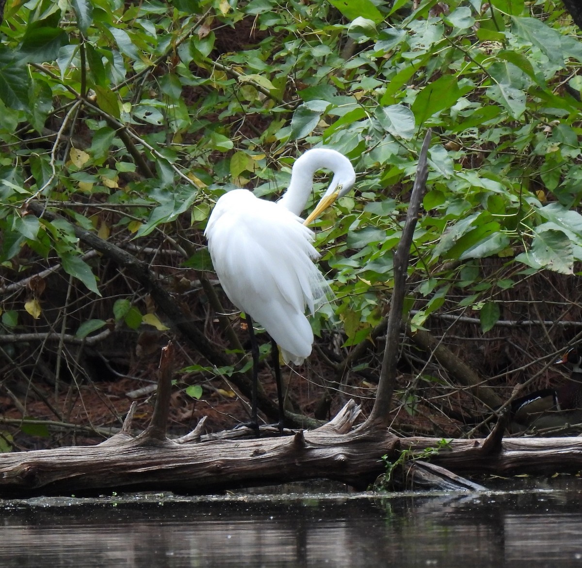 Great Egret (American) - ML609477123