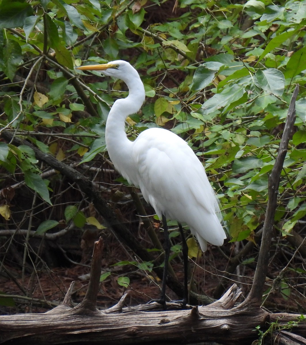 Great Egret (American) - Shelia Hargis