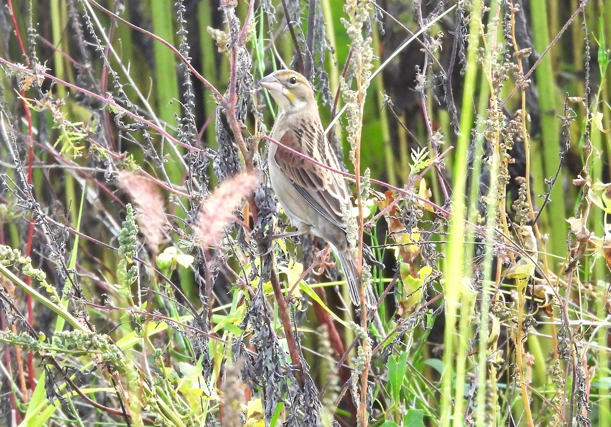 Dickcissel - ML609477236