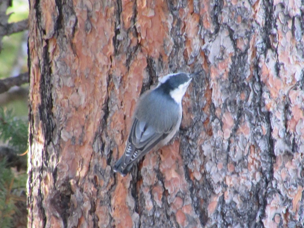 White-breasted Nuthatch - ML609477268