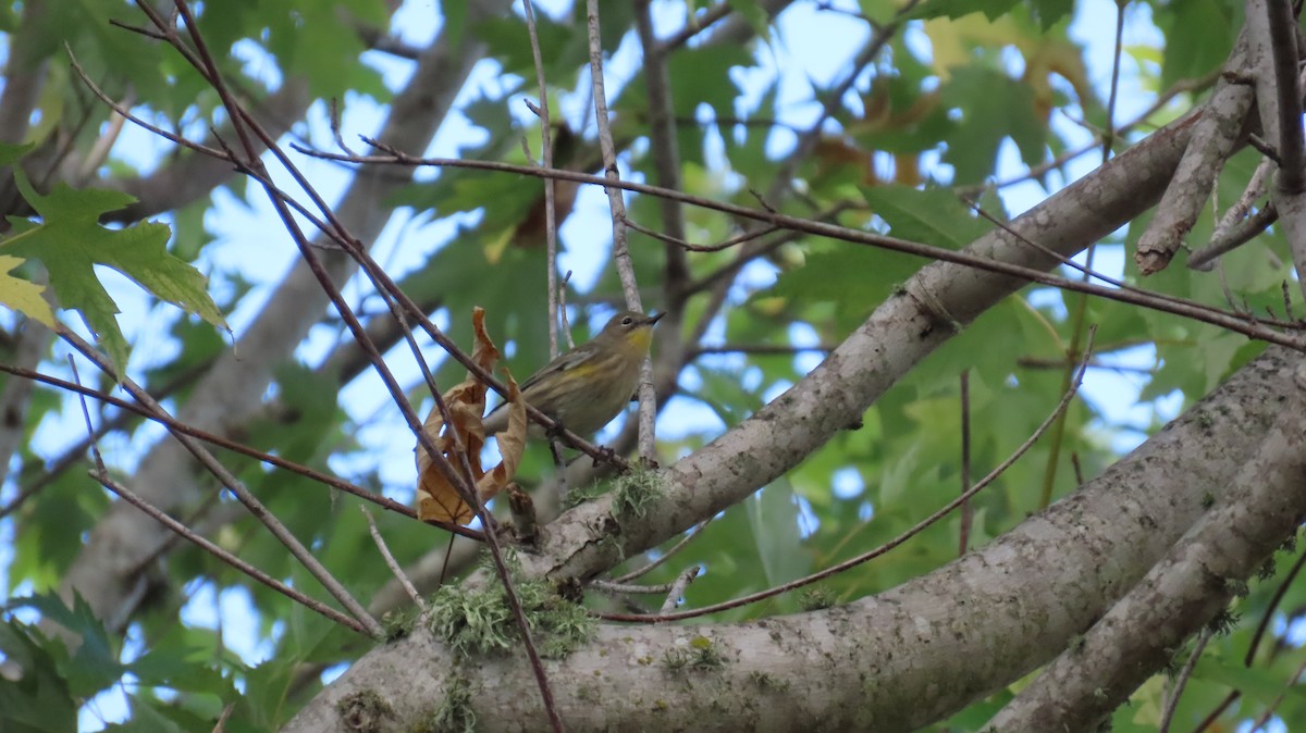 Yellow-rumped Warbler (Audubon's) - ML609477293