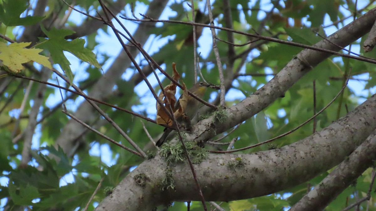 Yellow-rumped Warbler (Audubon's) - ML609477300