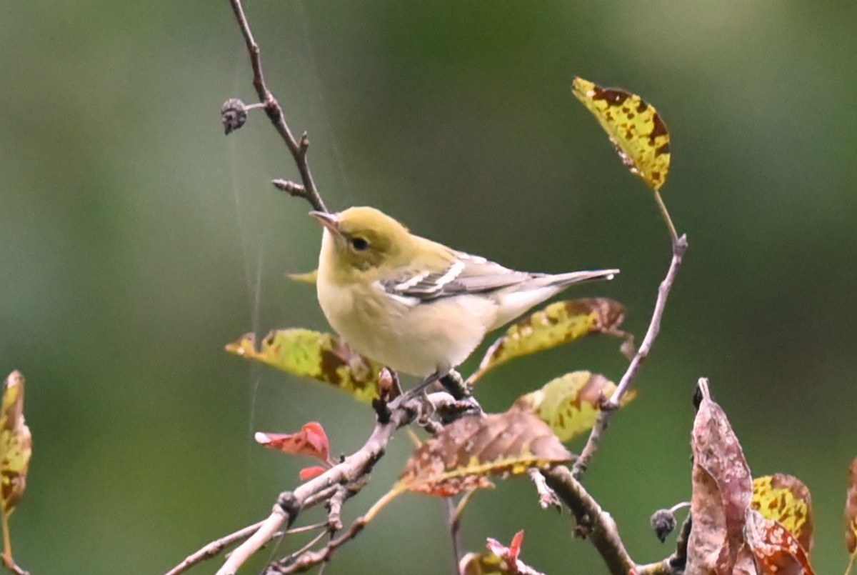 Paruline à poitrine baie - ML609477335