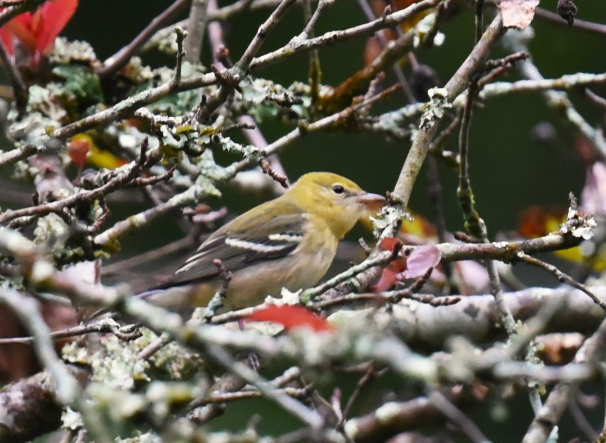 Bay-breasted Warbler - ML609477336