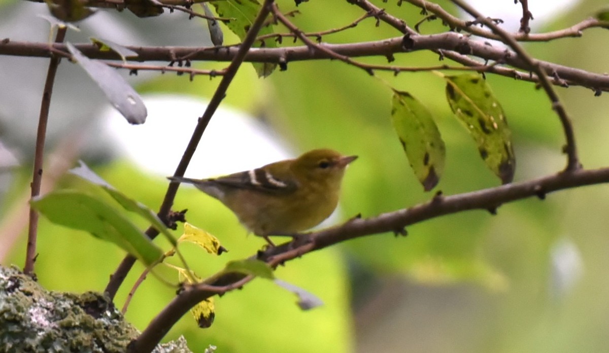 Bay-breasted Warbler - ML609477337