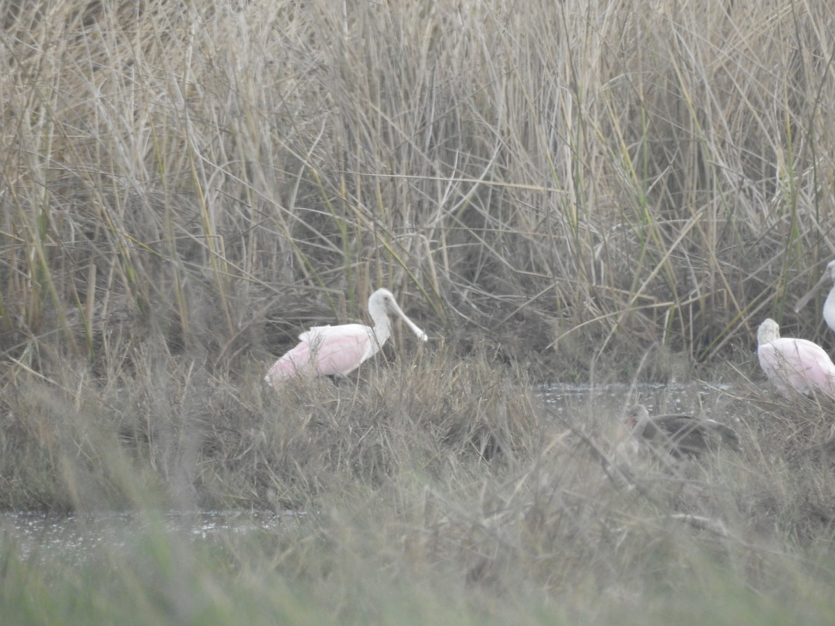 Roseate Spoonbill - ML609477357